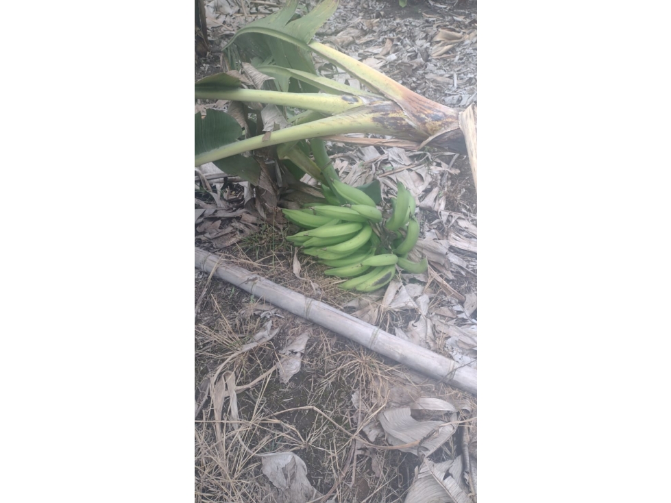 FINCA EN VENTA EN FILADELFIA CALDAS | FINCAS EN VENTA - 2