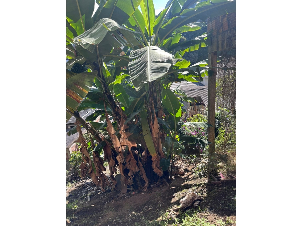 VENTA CASA LOTE EN SAN JORGE MANIZALES | VENTA CASA — foto 2