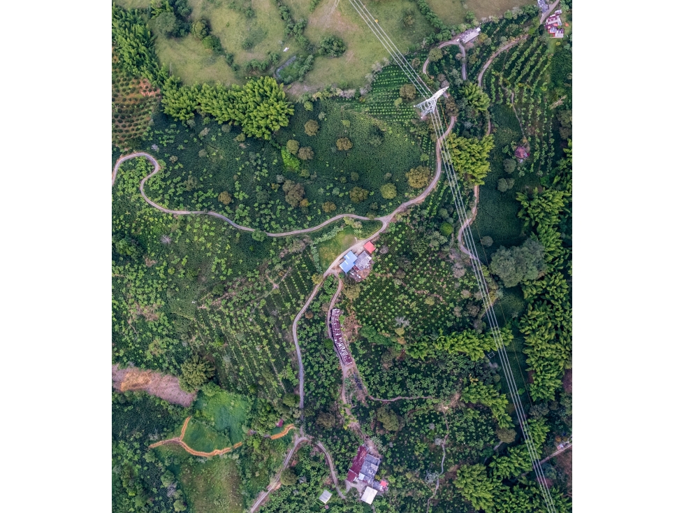 VENTA FINCA Km 41 MANIZALES 13 hectáreas | FINCA PRODUCTIVA - 1