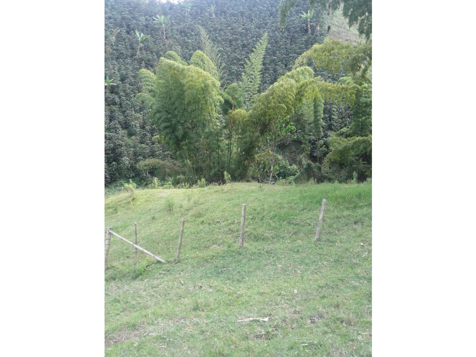 FINCA EN VENTA EN VEREDA PARTIDAS CHINCHINÁ | VENTA FINCA - 1