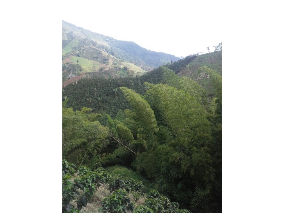 FINCA EN VENTA EN VEREDA PARTIDAS CHINCHINÁ | VENTA FINCA - 4