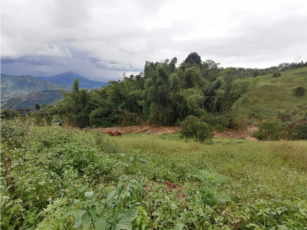 VENTA LOTE PALESTINA, CALDAS | LOTE EN VENTA EN PALESTINA — foto 2