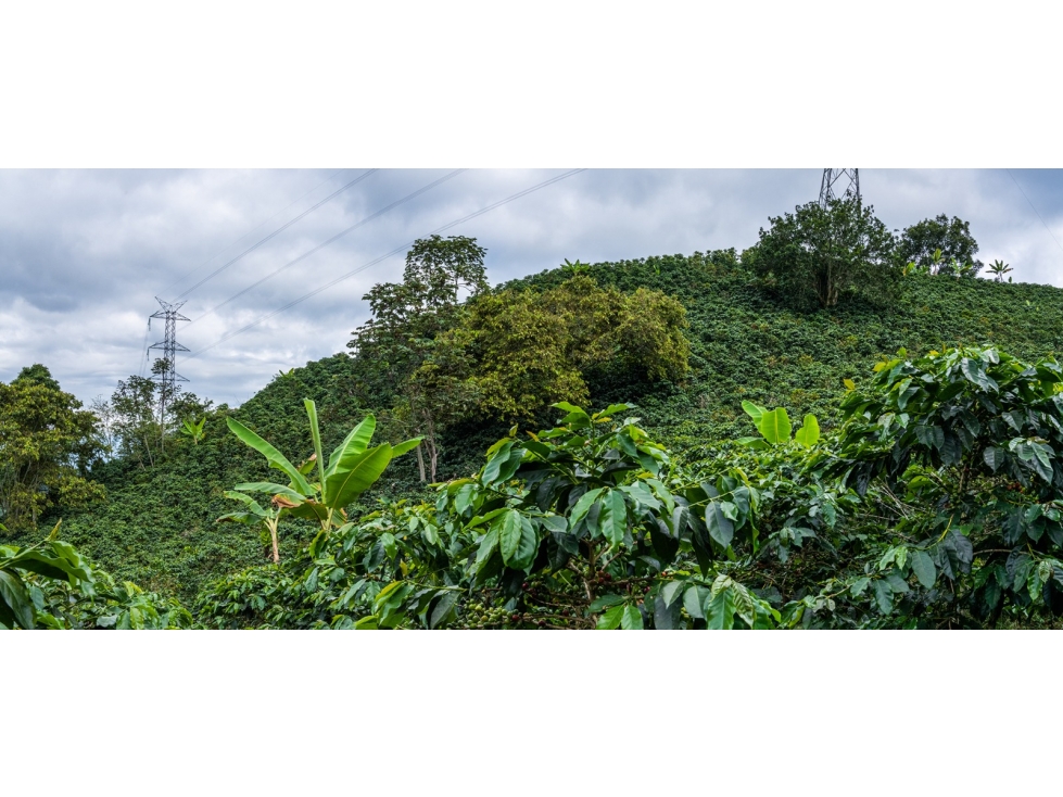 VENTA FINCA Km 41 MANIZALES 13 hectáreas | FINCA PRODUCTIVA - 3