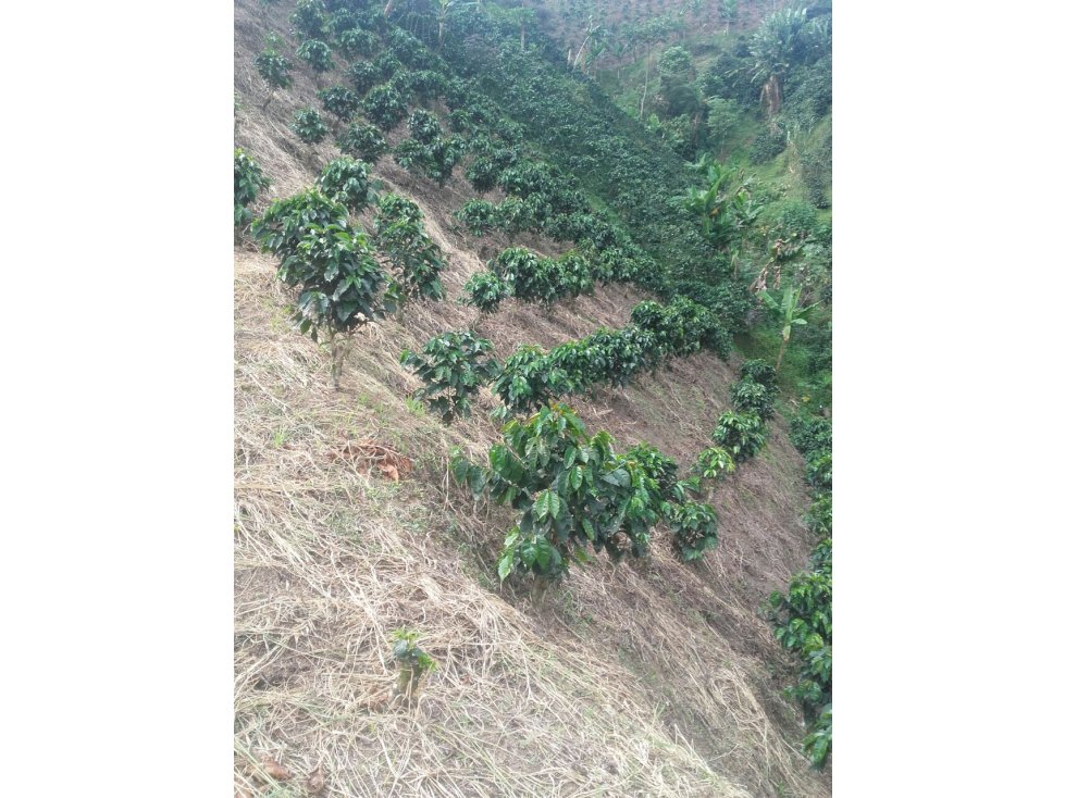 FINCA EN VENTA EN VEREDA PARTIDAS CHINCHINÁ | VENTA FINCA - 2