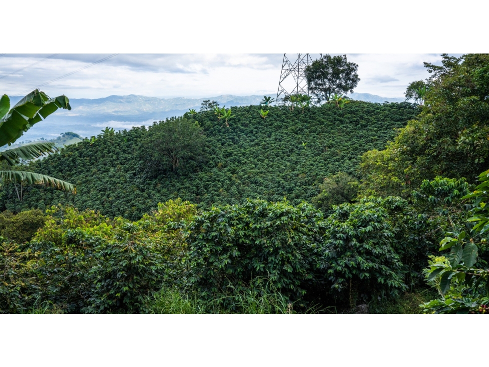 VENTA FINCA Km 41 MANIZALES 13 hectáreas | FINCA PRODUCTIVA - 4