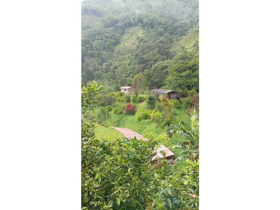 FINCA EN VENTA EN ALTO BONITO MANIZALES | VENTA DE FINCA PRODUCTIVA — foto 4