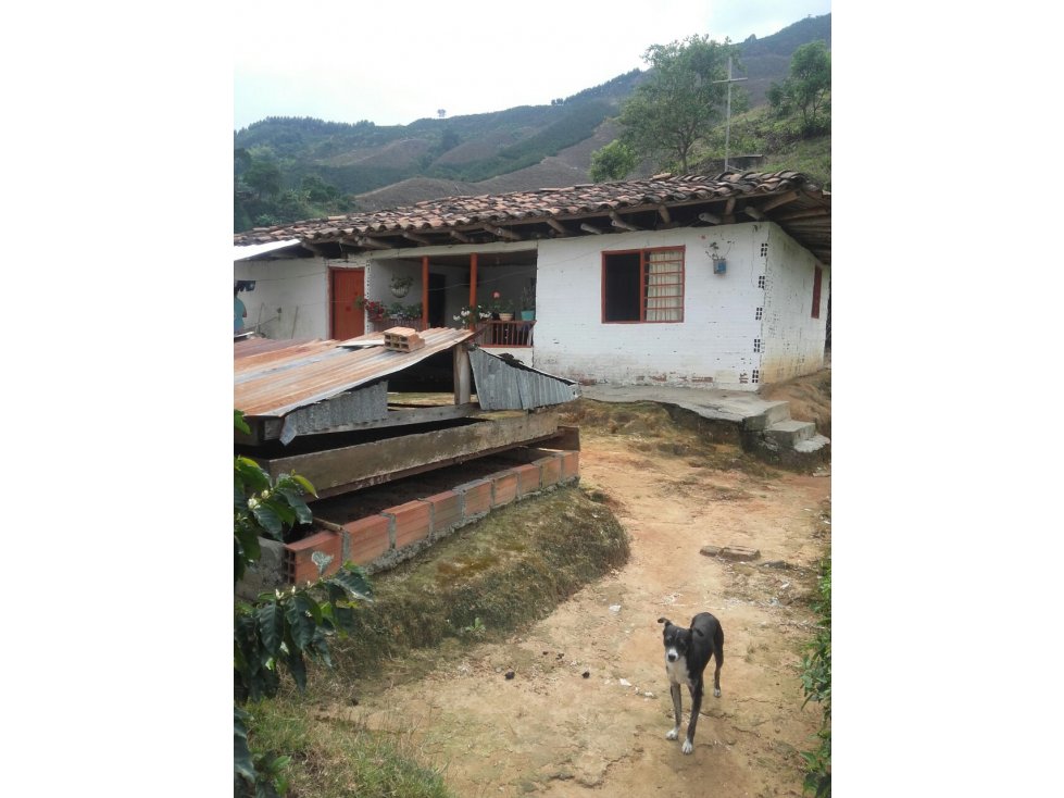 FINCA EN VENTA EN VEREDA PARTIDAS CHINCHINÁ | VENTA FINCA - 6