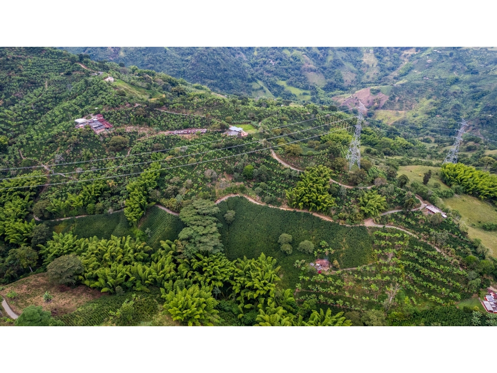 VENTA FINCA Km 41 MANIZALES 13 hectáreas | FINCA PRODUCTIVA - 5