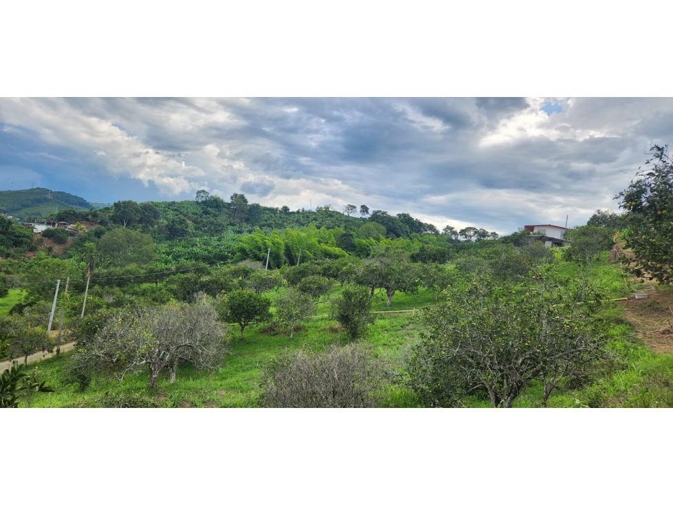 VENTA LOTE DE 1.500m² EN KILÓMETRO 41, MANIZALES | VENTA DE LOTES — foto 4