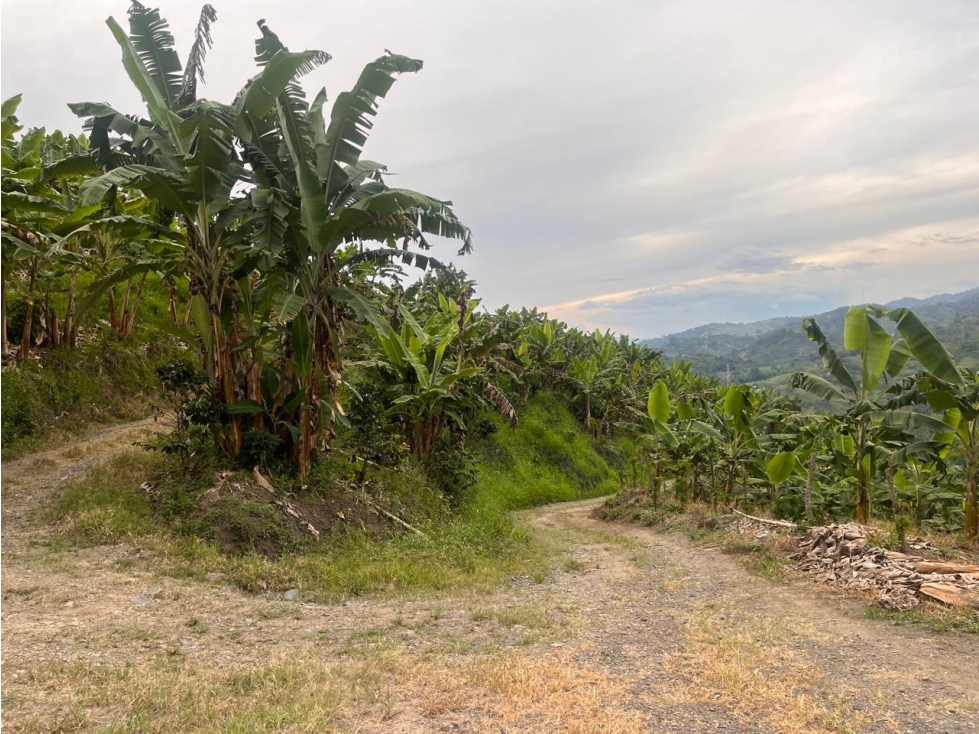 FINCA EN VENTA EN VEREDA TARROLISO MANIZALES | VENTA FINCA — foto 5