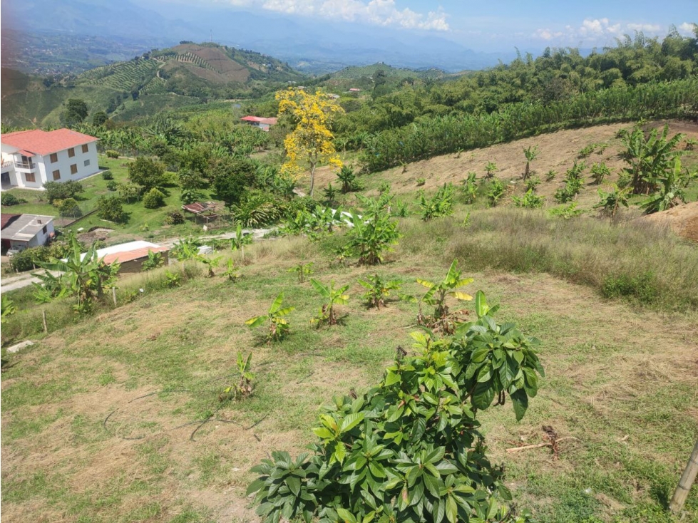 VENTA LOTE EN PALESTINA, CALDAS | LOTES EN VENTA - 4