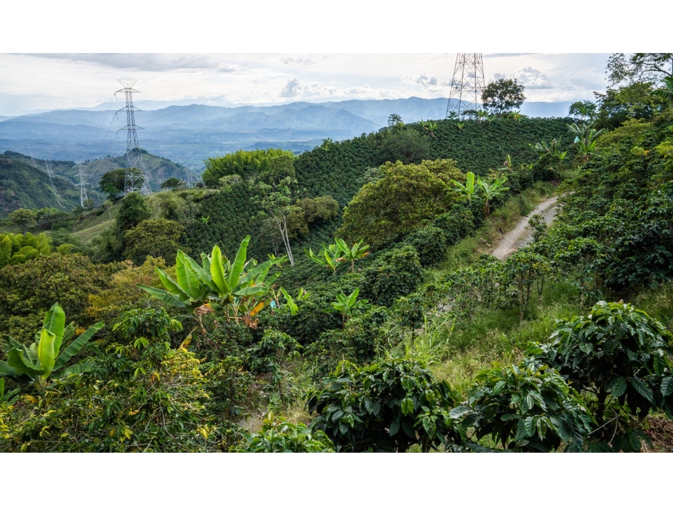 VENTA FINCA Km 41 MANIZALES 13 hectáreas | FINCA PRODUCTIVA - 6