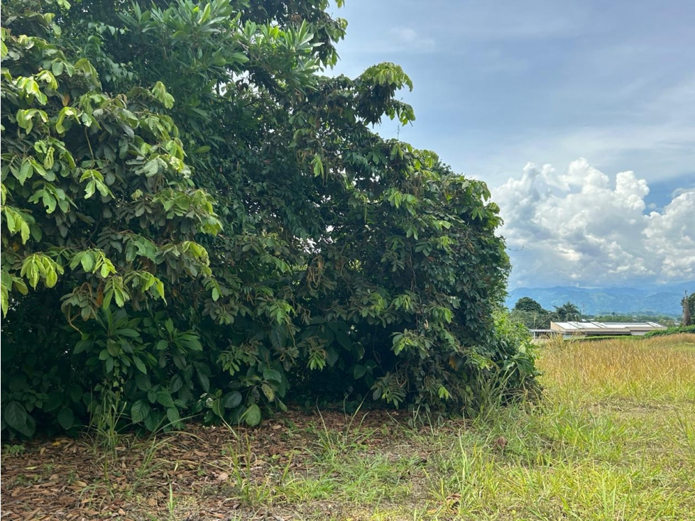 VENTA LOTE CONJUNTO CERRADO SANTÁGUEDA PALESTINA | LOTE CAMPESTRE - 5