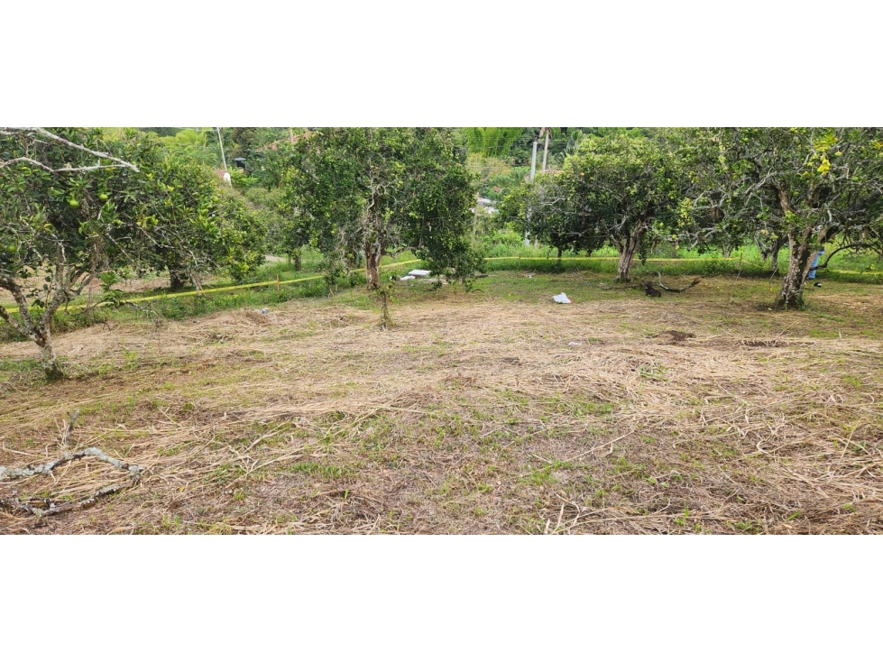 LOTE EN VENTA EN LAS MARGARITAS - CAMBIA - MANIZALES | VENTA LOTE — foto 5