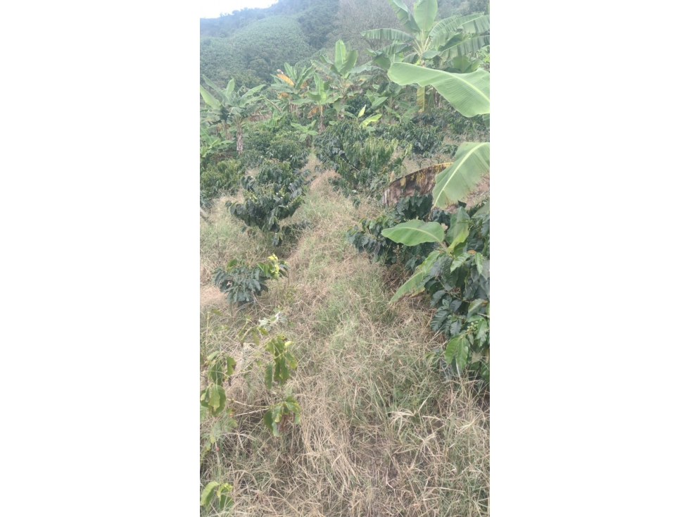 FINCA EN VENTA EN FILADELFIA CALDAS | FINCAS EN VENTA - 6