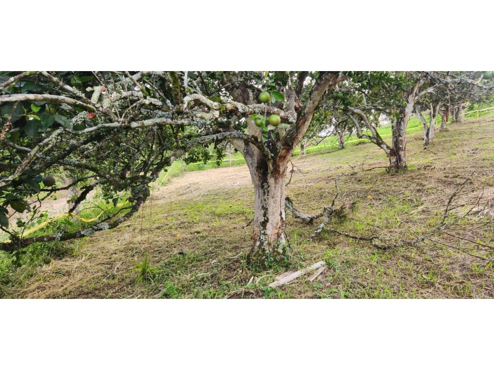 LOTE EN VENTA EN LAS MARGARITAS - CAMBIA - MANIZALES | VENTA LOTE — foto 6