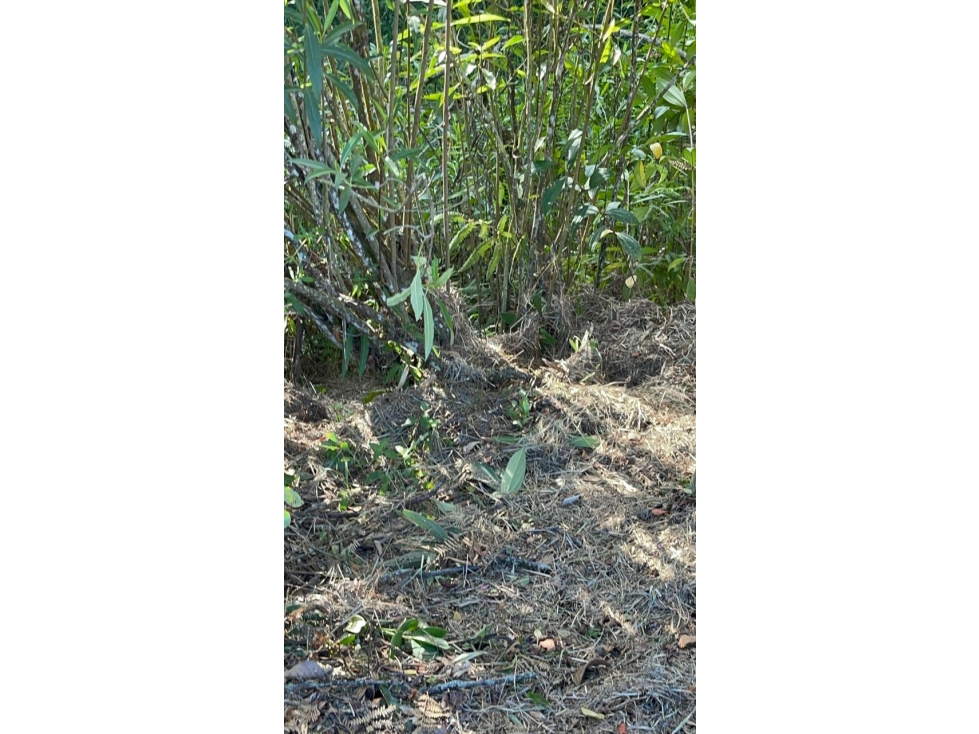 Lote en San Antonio de Pereira - Sector Quirama — foto 2