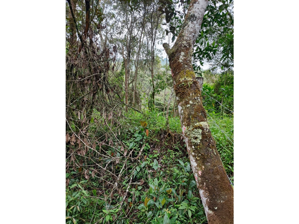Gran oportunidad!! Lote en Guarne, Antioquia — foto 3