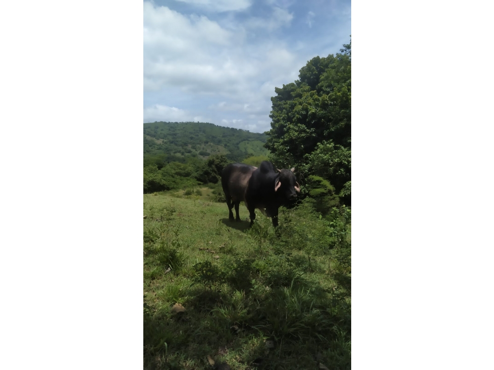 SE VENDE FINCA CERCA A LURUACO - 1