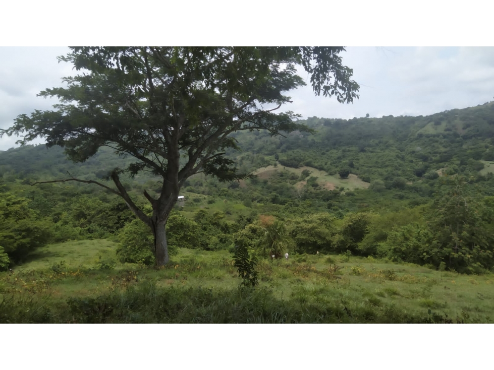 SE VENDE FINCA CERCA A LURUACO - 5