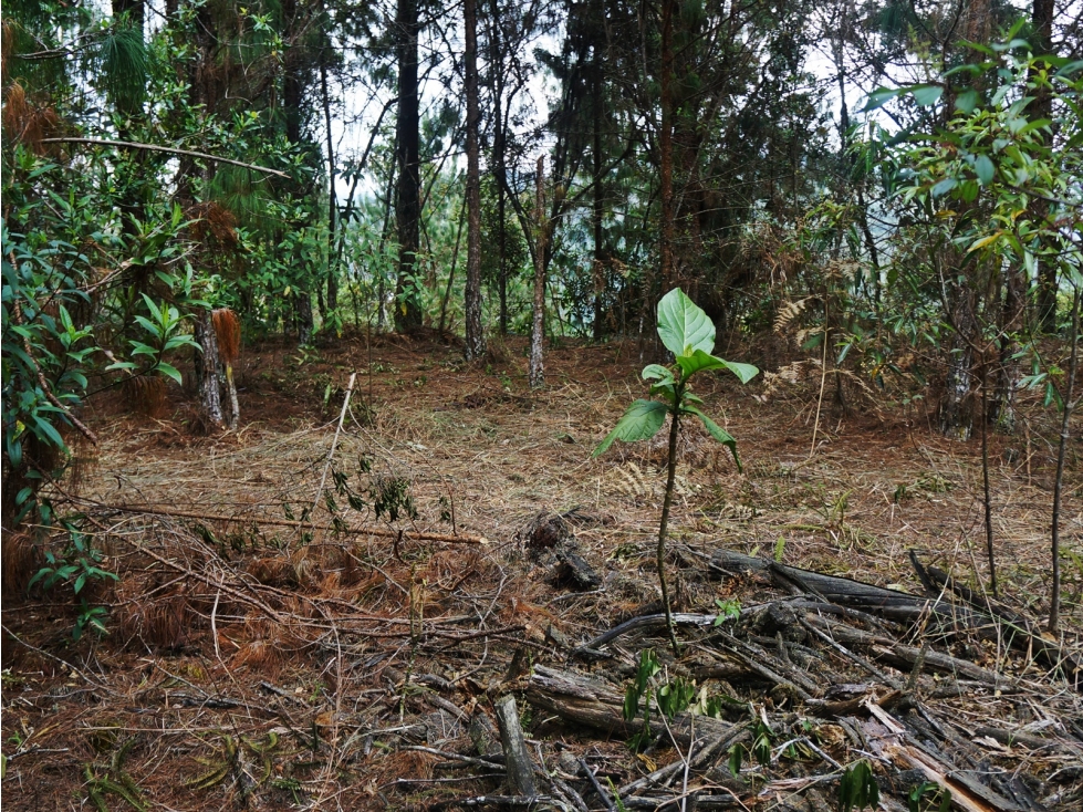 Venta lote en unidad cerrada con bosque nativo y cascadas