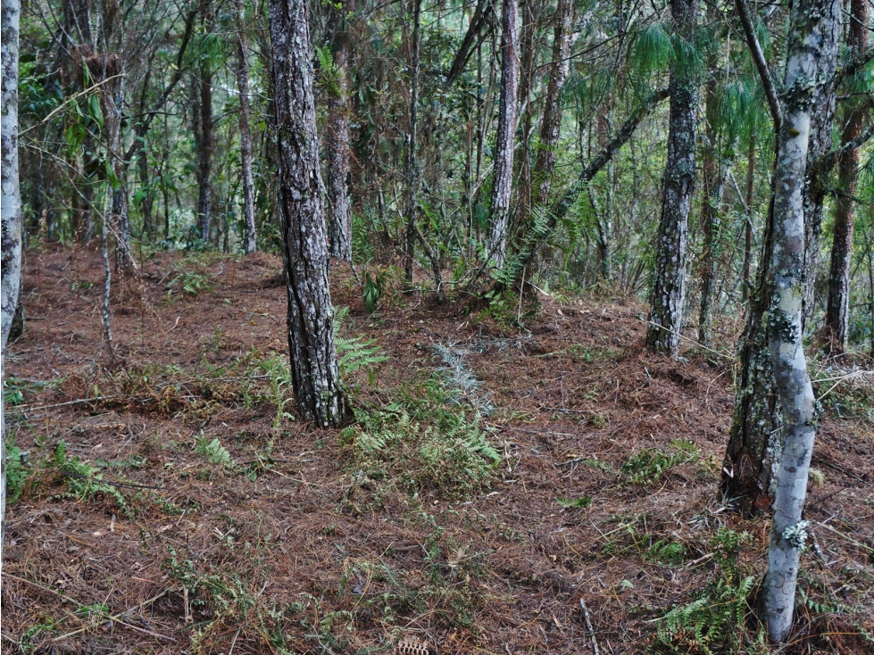 Venta lote en unidad cerrada con bosque nativo y cascadas — foto 2
