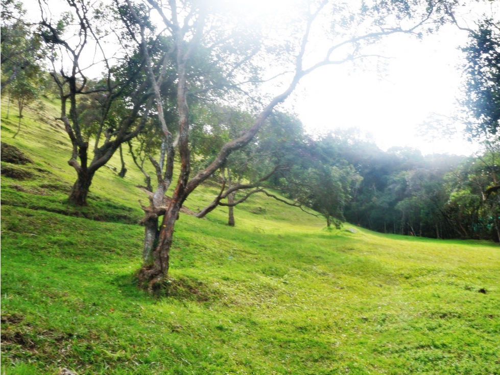 LOTE EN VENTA LAS PALMAS DE 3.600M2 — foto 2
