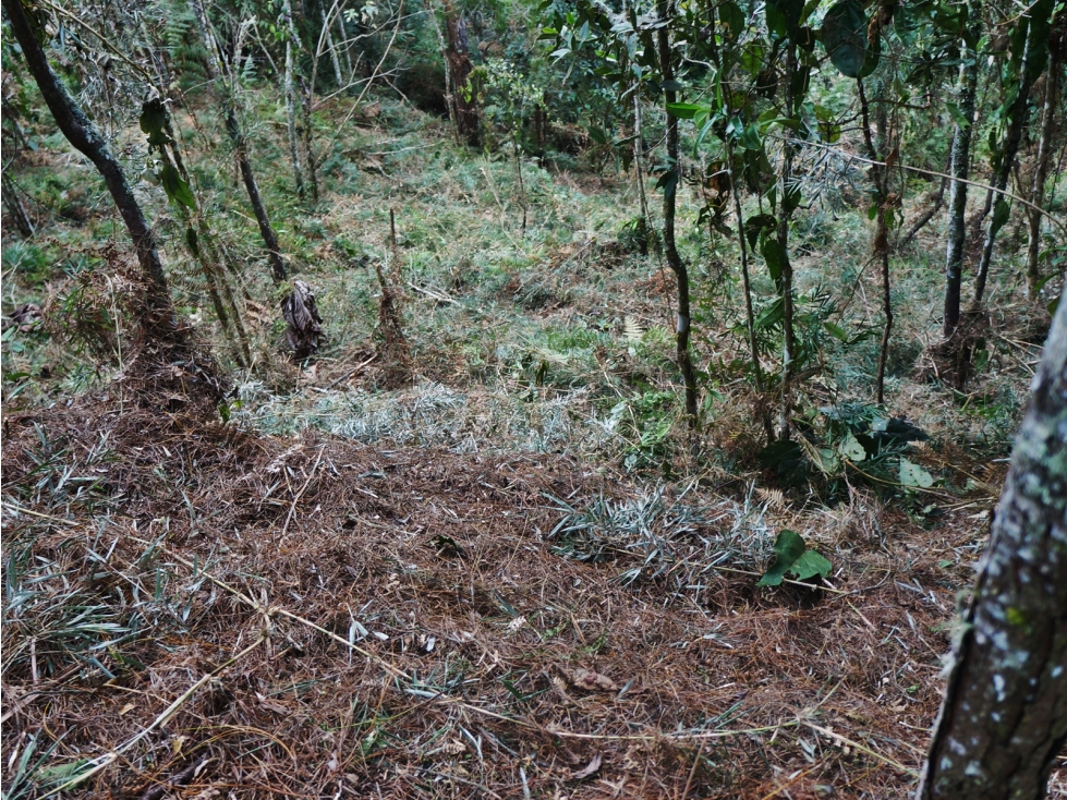 Venta lote en unidad cerrada con bosque nativo y cascadas — foto 3