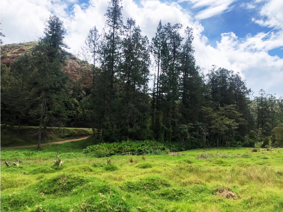 Venta lote en vía Don Diego - La Ceja a borde de vía — foto 3