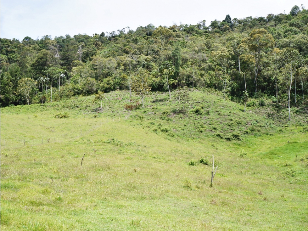 Venta lote vía Llanogrande - Don Diego con 4 subdivisiones — foto 4