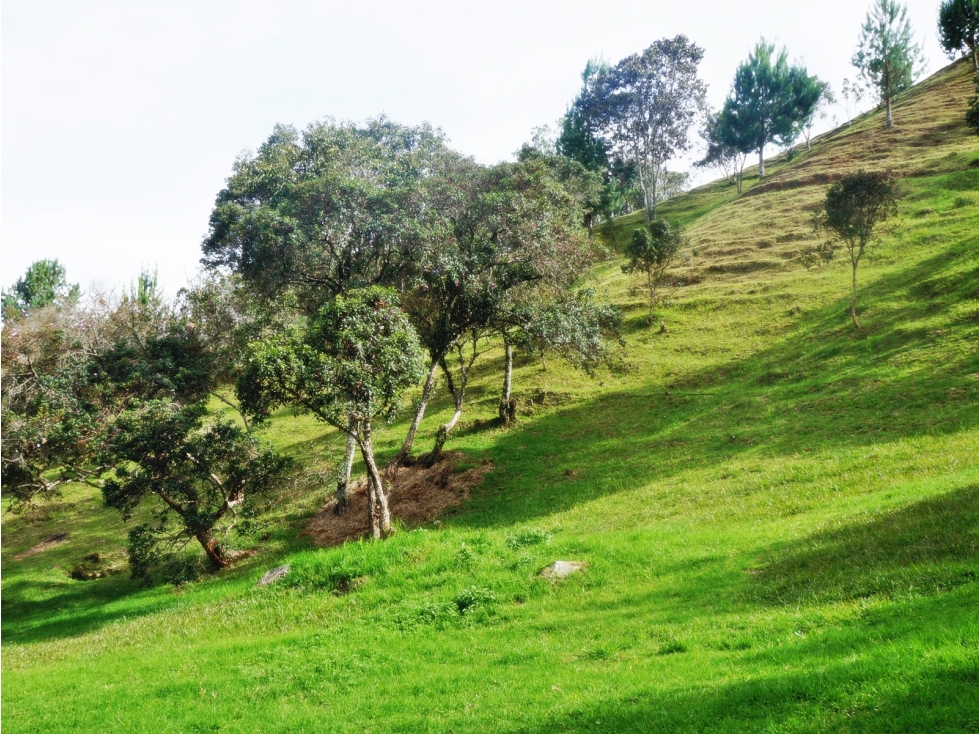 LOTE EN VENTA LAS PALMAS DE 3.600M2 — foto 4