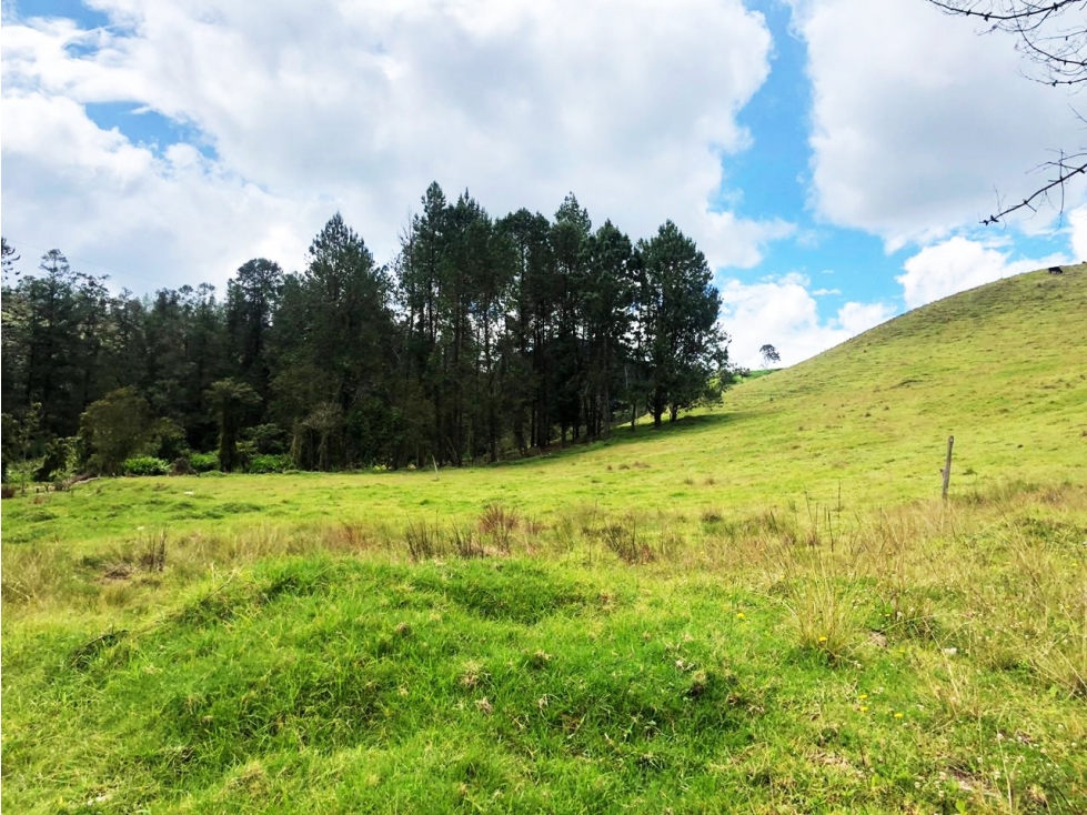 Venta lote en vía Don Diego - La Ceja a borde de vía — foto 4