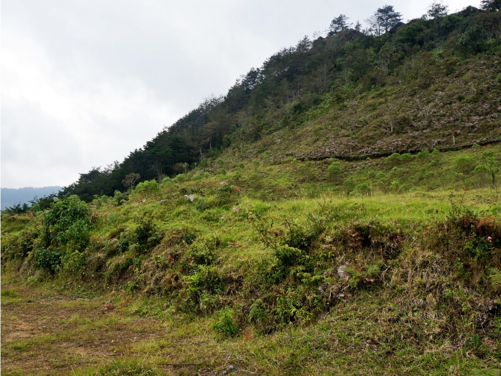 Venta lote en vía Llanogrande - La Ceja con 6 matrículas — foto 5