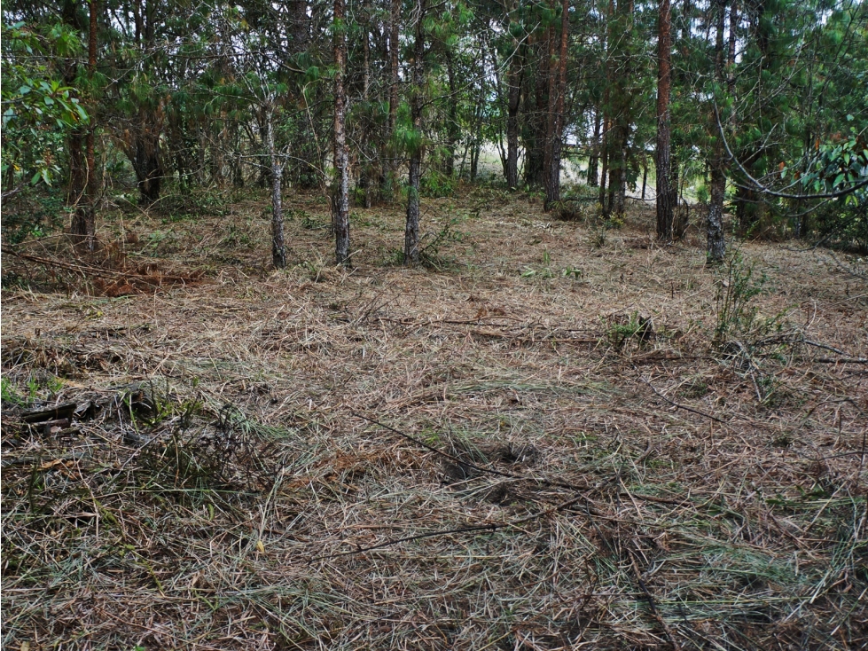 Venta lote en unidad cerrada con bosque nativo y cascadas — foto 6