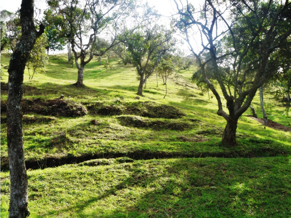 LOTE EN VENTA LAS PALMAS DE 3.600M2 — foto 6