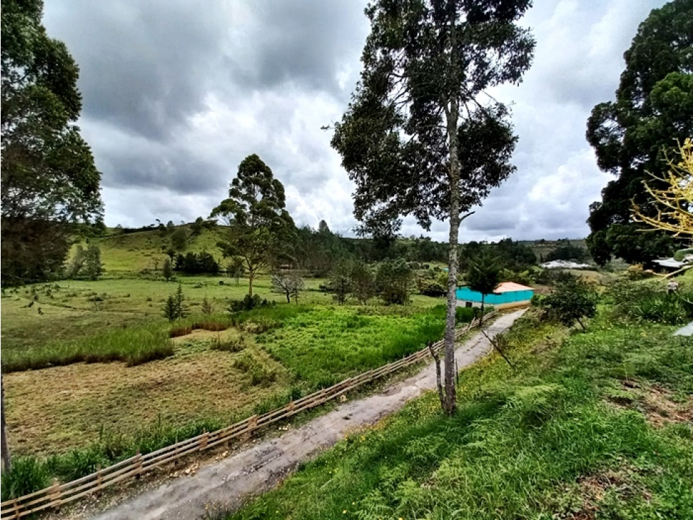 Finca agropecuaria de 6,4 ha con cultivo de aguacate en venta — foto 2