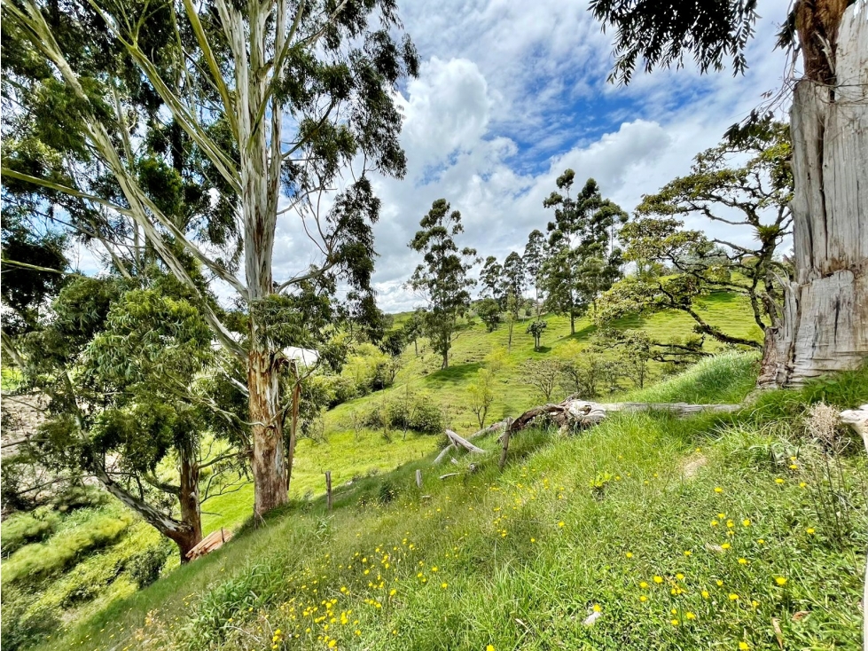 Venta lote vía Rionegro El Carmen para parcelación — foto 6