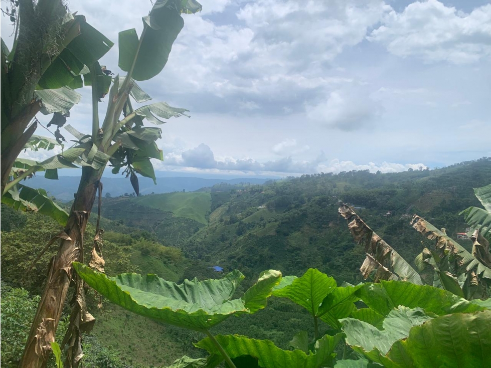 En venta finca de café y plátano en Marsella- Pereira — foto 4
