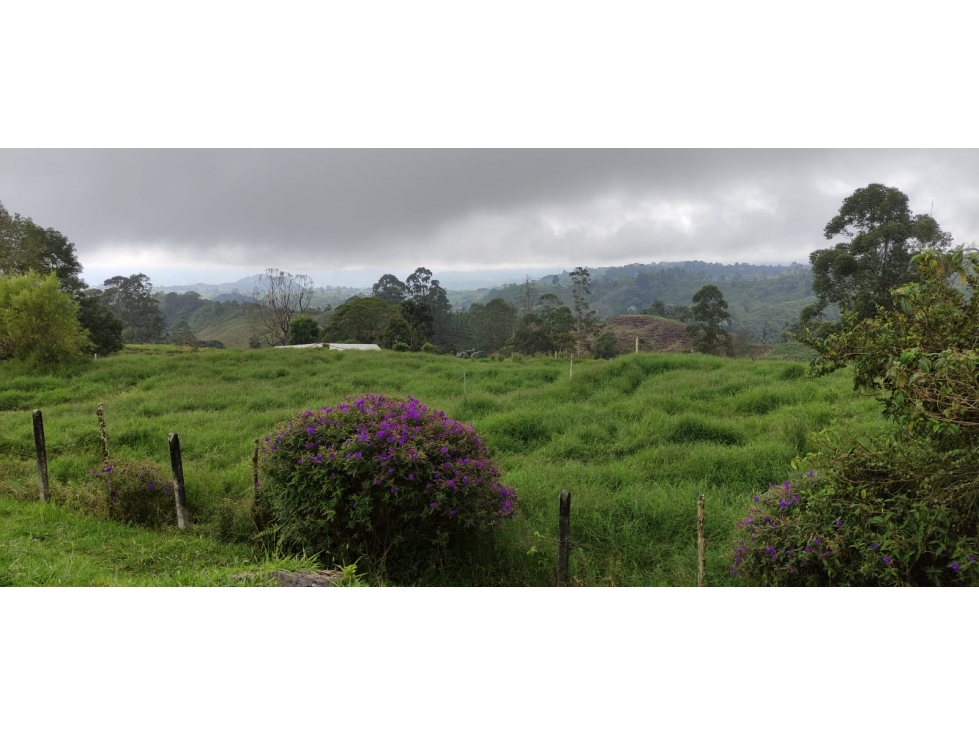 En venta Finca en Ulloa , 50 minutos de Pereira - 3