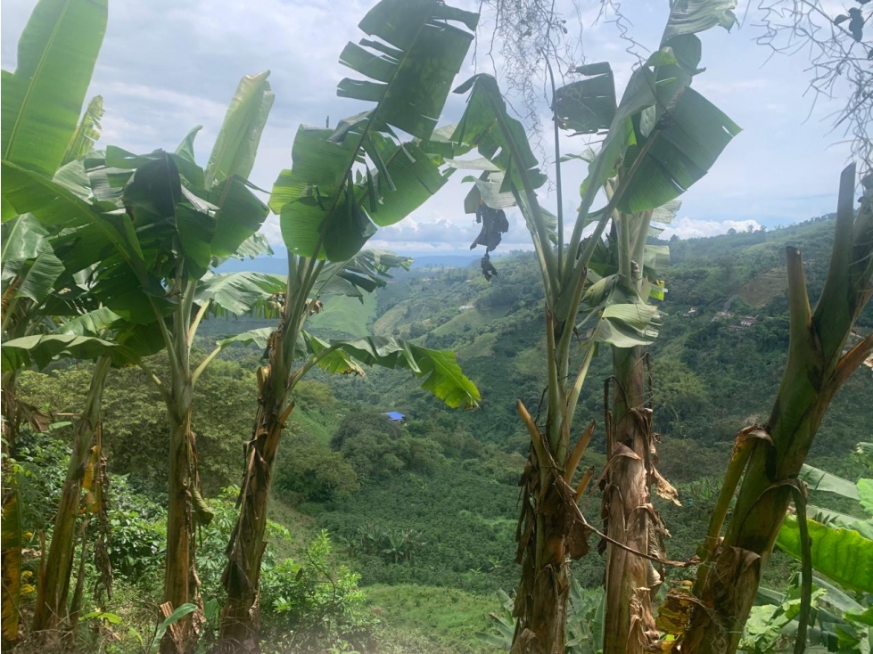 En venta finca de café y plátano en Marsella- Pereira — foto 6