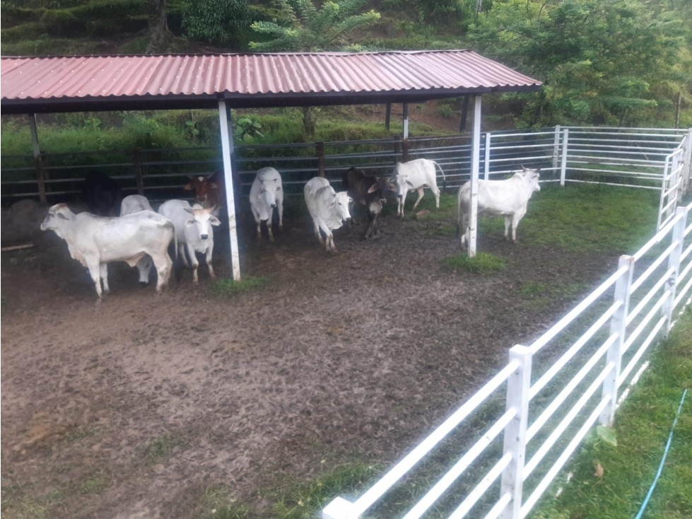 En venta finca Ganadaera Belalcaza - 6