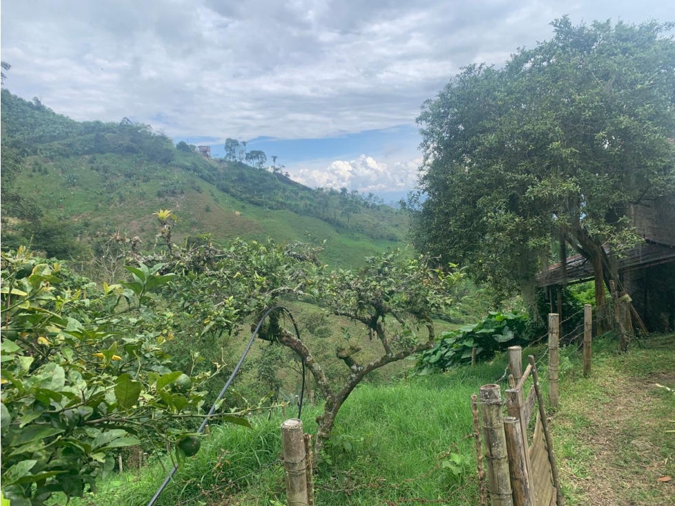 En venta finca de café y plátano en Marsella- Pereira — foto 3