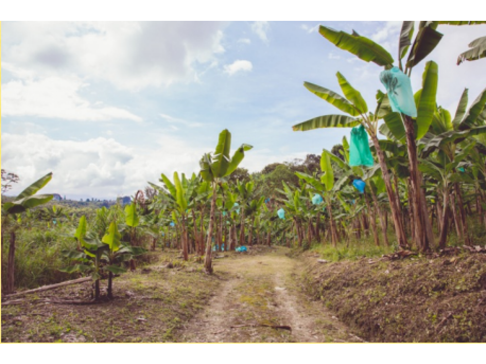 Se Alquila Finca Para Desarrollo Turístico Sembrada En Plátano — foto 2