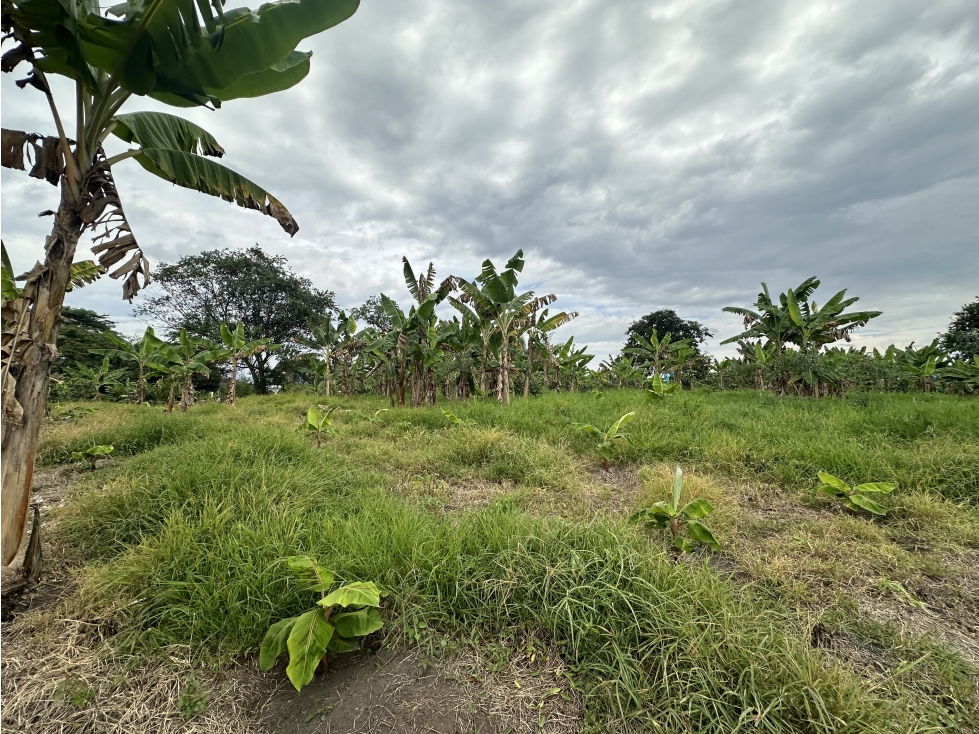 Lote Sub Urbano En Venta Corredor Del Caimo Al Eden Armenia