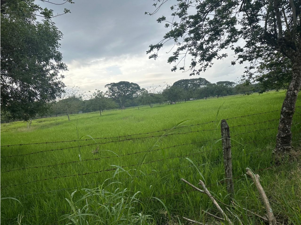 Se Vende Finca Ganadera En Obando Valle Del Cauca - 1