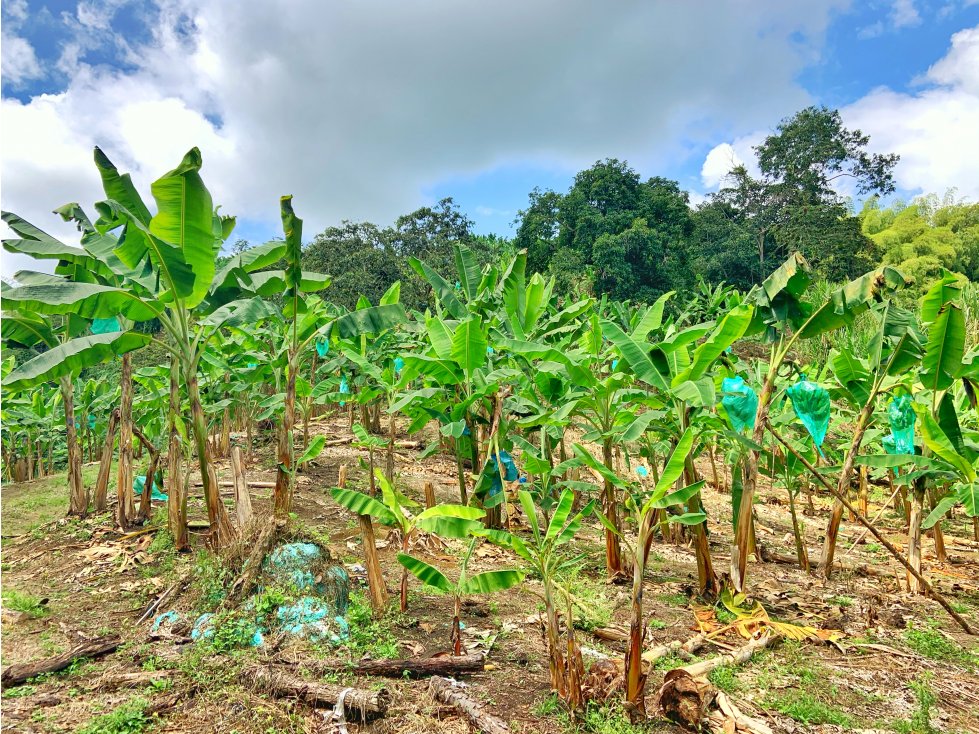 Se Vende Finca Suburbana Para Sub-Division El Caimo Armenia — foto 2