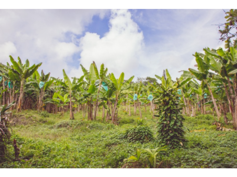 Se Alquila Finca Para Desarrollo Turístico Sembrada En Plátano — foto 3