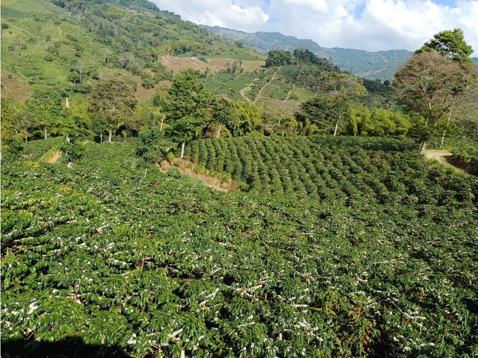 Se Vende Finca Cafetera En Caicedonia 9160138 - 2