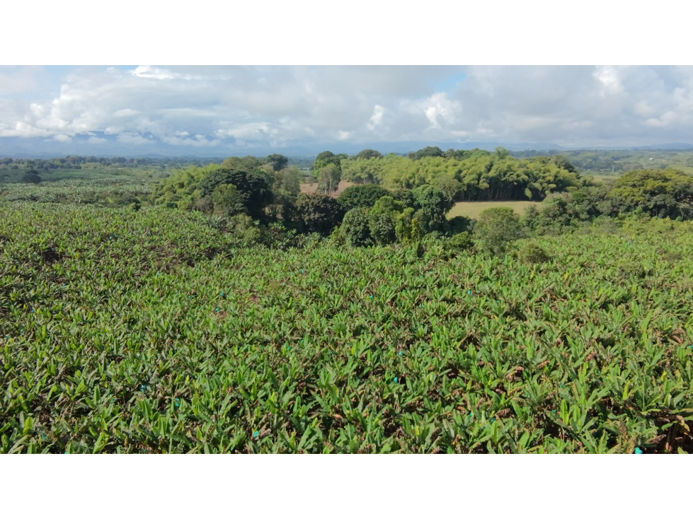 Se Vende Finca Productiva En Armenia El Caimo — foto 2