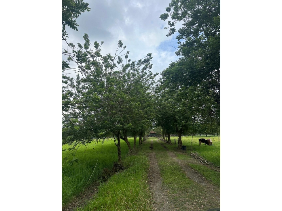 Se Vende Finca Ganadera En Obando Valle Del Cauca - 2